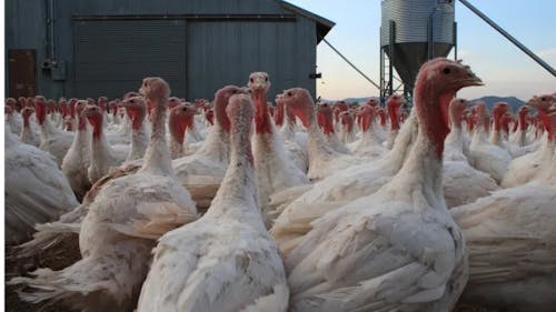USDA anuncia investimentos de até US$ 100 milhões em projetos para o combate da gripe aviária nos EUA