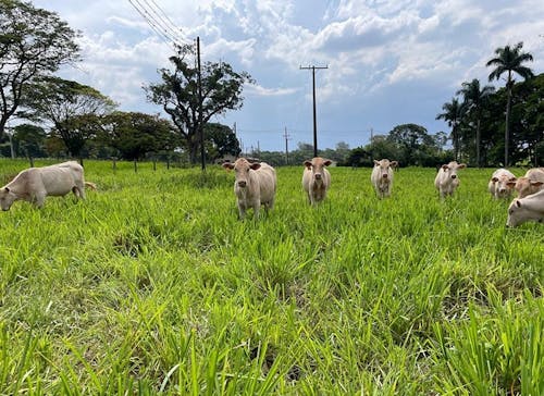 Ministério da Agricultura lança estudos para auxiliar na implantação de ações do Programa de Pastagens Degradadas em nove estados brasileiros