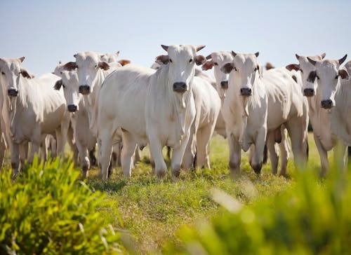 Indicador do Boi DATAGRO: valor médio da arroba do boi gordo fecha esta quarta-feira (19) em R$ 312,13