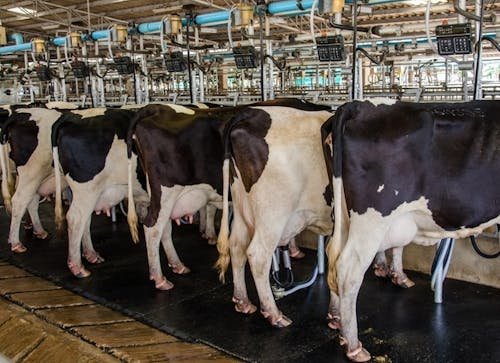Preço pago ao produtor de leite volta a subir