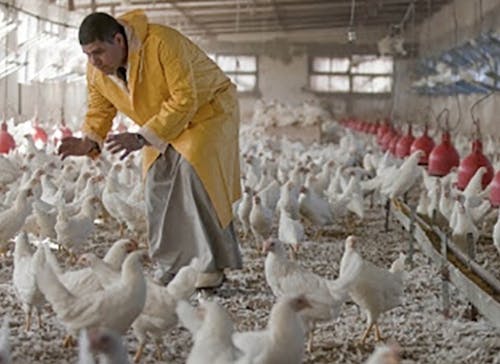 FAO pede mais ação contra influenza aviária H5N1