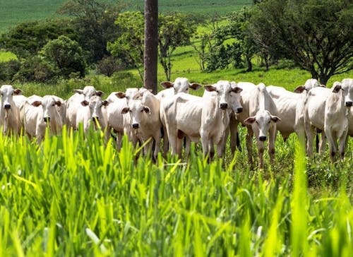 Indicador do Boi DATAGRO: valor médio da arroba do boi gordo fecha esta quinta-feira (20) em R$ 312,53