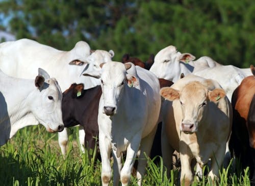 Indicador do Boi DATAGRO: valor médio da arroba do boi gordo fecha esta terça-feira (29) em R$ 319,02