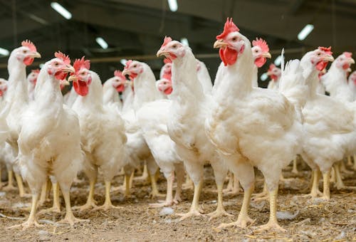 ABPA: exportações brasileiras de carne de frango tiveram queda anual de 1% em abril