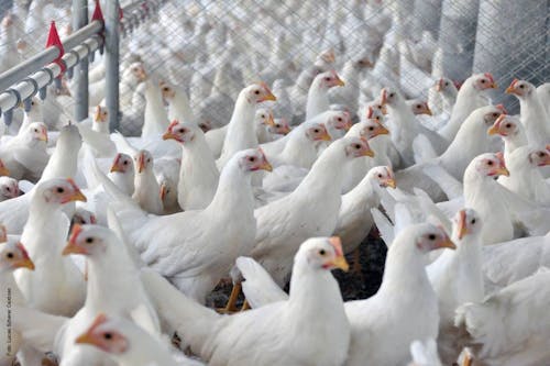 Brasil deve se declarar livre de gripe aviária amanhã (18)