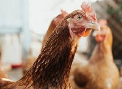 Foco de gripe aviária em Montenegro (RS) foi detectado em uma granja de matrizes, afirma Fávaro