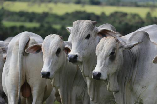 Brasil abateu 10,72 milhões de cabeças de bovinos no segundo trimestre de 2026