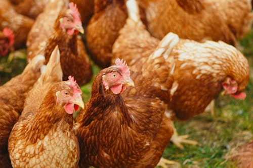 Caso de gripe aviária no Brasil e embargo chinês às importações de frango devem reconfigurar fluxos comerciais e mexer nos preços internos