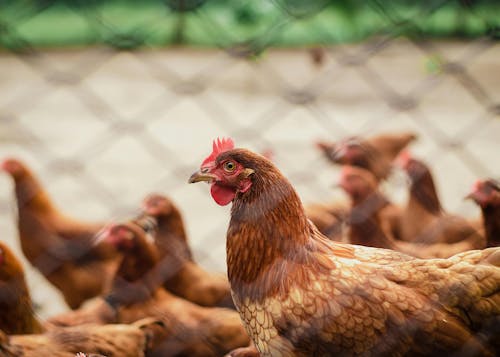 UE se junta à China e suspende importações brasileiras de carne de frango de todos os estados brasileiros