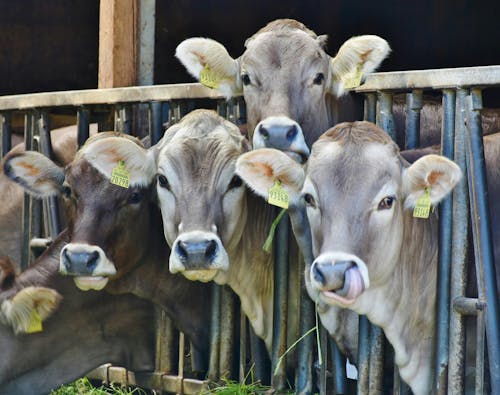 Reino Unido sinaliza restrições à carne brasileira por regras sobre antimicrobianos