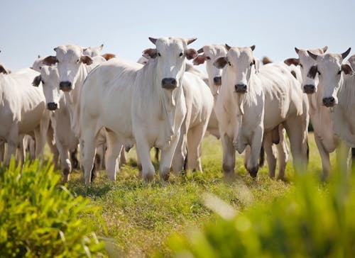 Indicador do Boi DATAGRO: valor médio da arroba do boi gordo fecha esta segunda-feira (5) em R$ 320,83