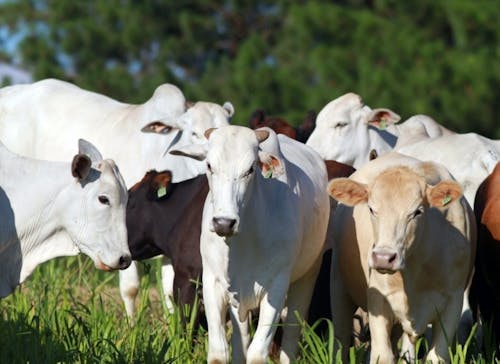 Indicador do Boi DATAGRO: valor médio da arroba do boi gordo fecha esta quinta-feira (8) em R$ 313,71