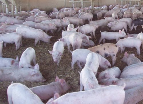 Preço médio do suíno vivo apresenta ligeira queda em abril no comparativo mensal