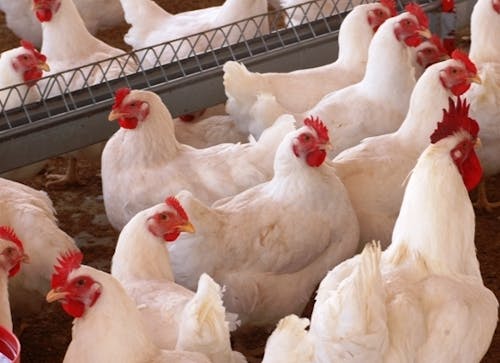 Influenza aviária: Ministério da Agricultura afirma que trabalha para que países reconheçam o princípio da regionalização