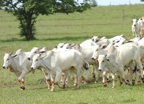 Indicador do Boi DATAGRO: valor médio da arroba do boi gordo fecha esta sexta-feira (16) em R$ 306,76