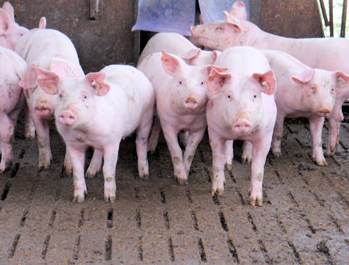 Poder de compra do suinocultor paulista para aquisição de milho como insumo recua em outubro