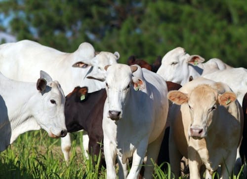 Indicador do Boi DATAGRO: valor médio da arroba do boi gordo fecha esta quinta-feira (12) em R$ 314,91