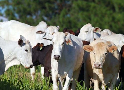 Indicador do Boi DATAGRO: valor médio da arroba do boi gordo fecha esta sexta-feira (13) em R$ 314,73