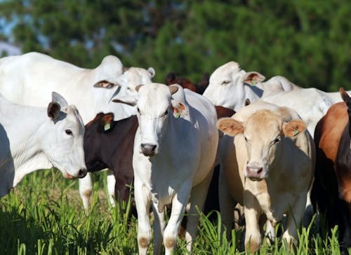 Indicador do Boi DATAGRO: valor médio da arroba do boi gordo fecha esta segunda-feira (16) em R$ 314,62