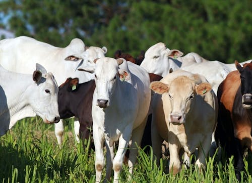 Indicador do Boi DATAGRO: valor médio da arroba do boi gordo fecha esta terça-feira (17) em R$ 315,33