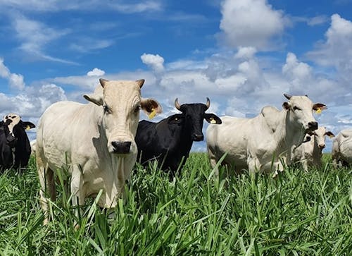 Estudo revela caminhos para aumentar produtividade da pecuária sem abrir novas áreas