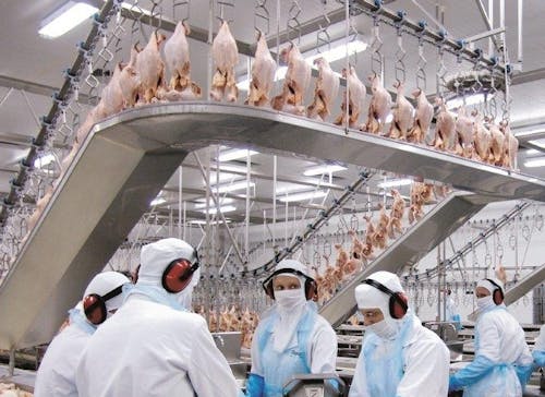 Gripe aviária: 17 países retiram restrições de exportação à carne de aves brasileira