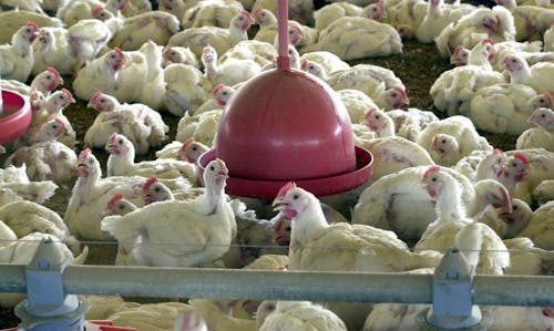 Custos de produção de frangos de corte e suínos caem pelo segundo mês consecutivo