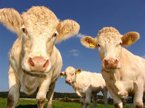 Tarifas dos EUA afetam exportações de sebo bovino e podem pressionar o mercado de óleo de soja, aponta DATAGRO