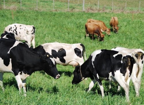 Sanidade Animal: segunda etapa da campanha de vacinação contra brucelose começa em SP