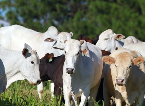 Indicador do Boi DATAGRO: valor médio da arroba do boi gordo fecha esta quarta-feira (2) em R$ 314,09
