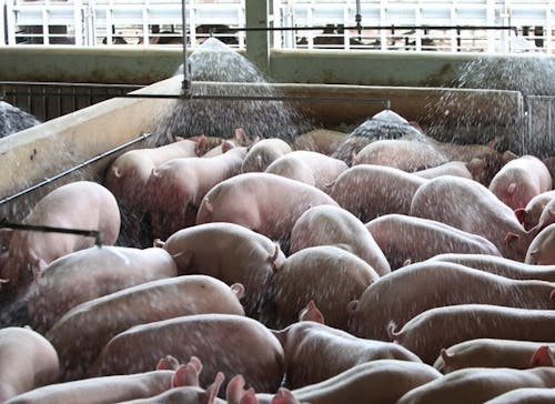 Preço pago ao suinocultor mato-grossense sobe 1,94% na primeira quinzena do mês