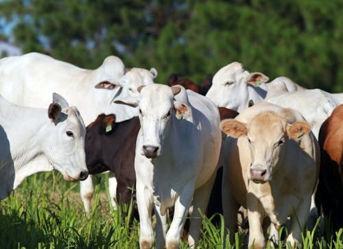 Indicador do Boi DATAGRO: valor médio da arroba do boi gordo fecha esta quinta-feira (17) em R$ 297,07