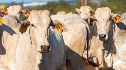 Confinamento de bovinos no Brasil deve atingir 11 milhões de cabeças em 2025, aponta Assocon