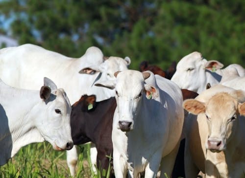 Indicador do Boi DATAGRO: valor médio da arroba do boi gordo fecha esta terça-feira (19) em R$ 311,11