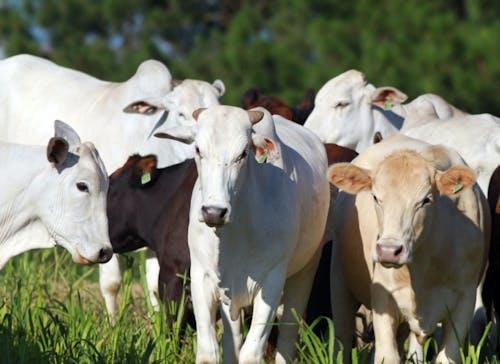Indicador do Boi DATAGRO: valor médio da arroba do boi gordo fecha esta quinta-feira (14) em R$ 308,53
