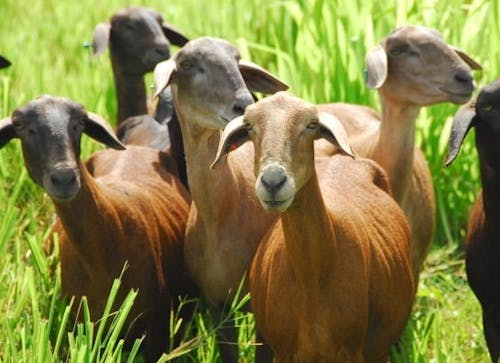 Brasil vai exportar ovinos vivos para Argélia