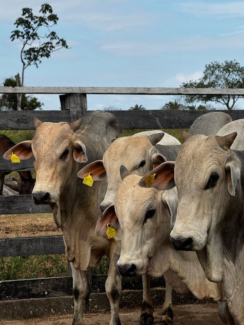 Dieta de alta energia aumenta, em mais de 20%, produção de embriões bovinos