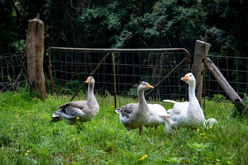 Brasil apura duas suspeitas de influenza aviária em aves não comerciais