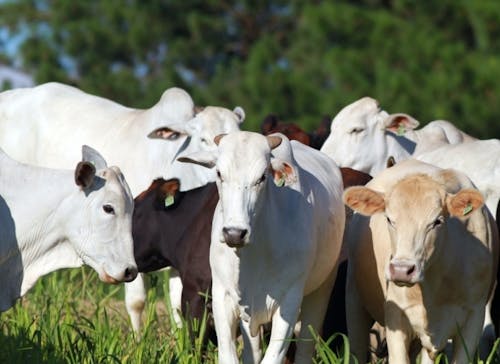 Indicador do Boi DATAGRO: valor médio da arroba do boi gordo fecha a segunda-feira (15) em R$ 309,61