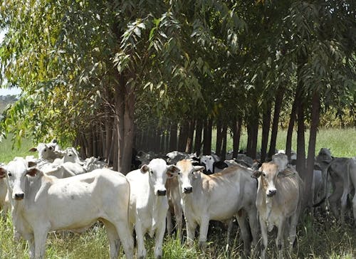 Estudos confirmam viabilidade econômica do Sistema ILPF na Amazônia e no Cerrado