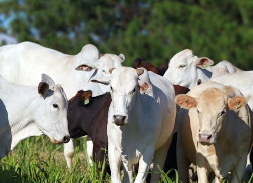 Indicador do Boi DATAGRO: valor médio da arroba do boi gordo fecha a terça-feira (30) em R$ 304,22