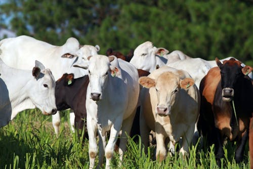 Indicador do Boi DATAGRO: valor médio da arroba do boi gordo fecha a sexta-feira (24) em R$ 312,21