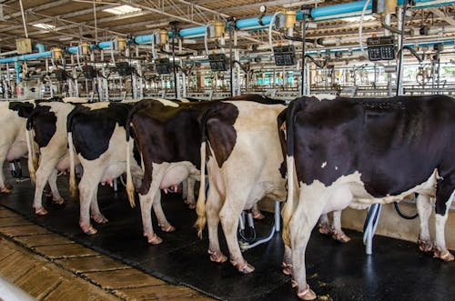 FAO reconhece iniciativa brasileira como exemplo global de pecuária de leite sustentável