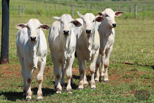 USDA prevê queda no abate bovino e na produção de carne bovina do Brasil em 2027