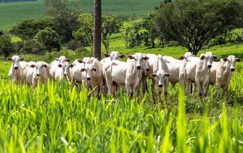 COP: Ministério da Agricultura destaca soluções de baixo carbono para reduzir emissões na pecuária de corte