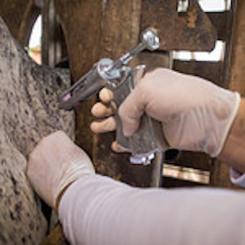 França mobiliza exército para acelerar vacinação de gado contra dermatite nodular