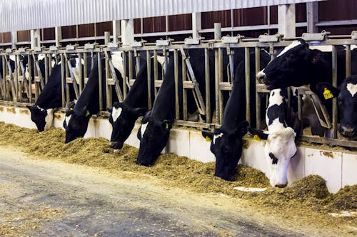 Leite brasileiro emite menos da metade do carbono que a média mundial, revela estudo da Embrapa, USP e Cargill