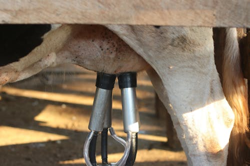 Rebanho leiteiro dos EUA recua para 9,540 milhões de cabeças, aponta USDA