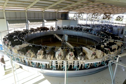 Preço pago ao produtor fecha 1º semestre com alta de 33%