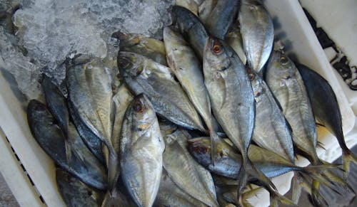 União Europeia fará auditoria sobre pescados do Brasil em junho